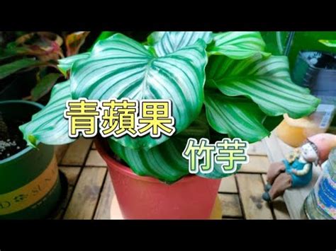 竹芋照顧 格局大小